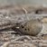 Mourning Dove